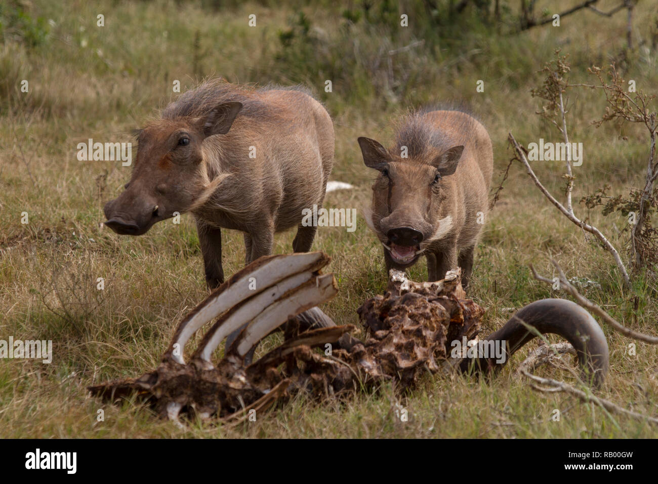 Warzenschweine, vorwiegend Pflanzenfresser, Fleisch zu essen, einen Leichnam in Addo Elephant National Park, Südafrika. Stockfoto