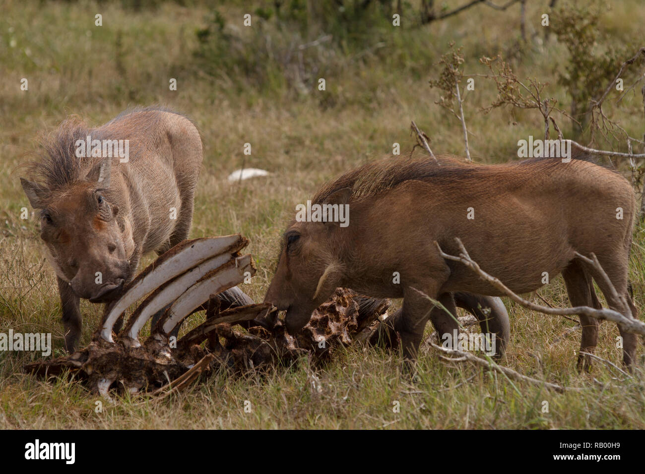 Warzenschweine, vorwiegend Pflanzenfresser, Fleisch zu essen, einen Leichnam in Addo Elephant National Park, Südafrika. Stockfoto