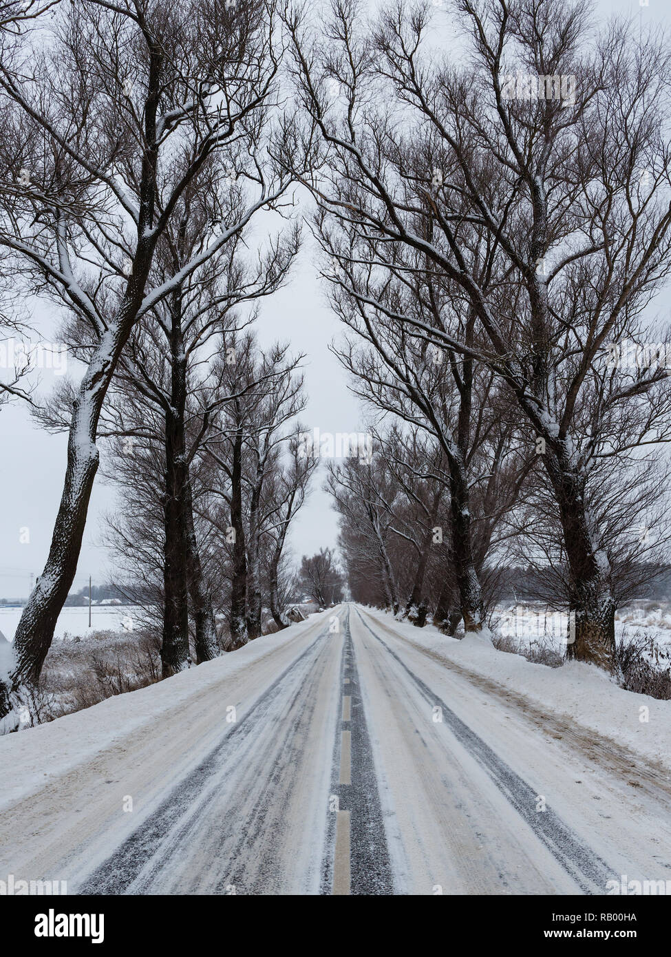 Winter Blick auf den alten Elms entlang der Straße wächst Stockfoto
