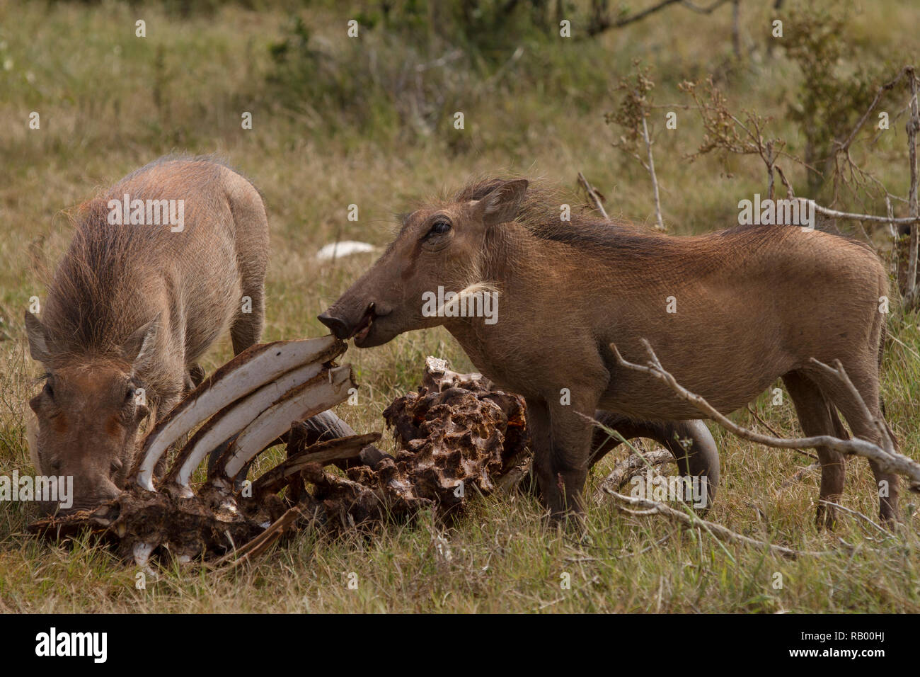 Warzenschweine, vorwiegend Pflanzenfresser, Fleisch zu essen, einen Leichnam in Addo Elephant National Park, Südafrika. Stockfoto