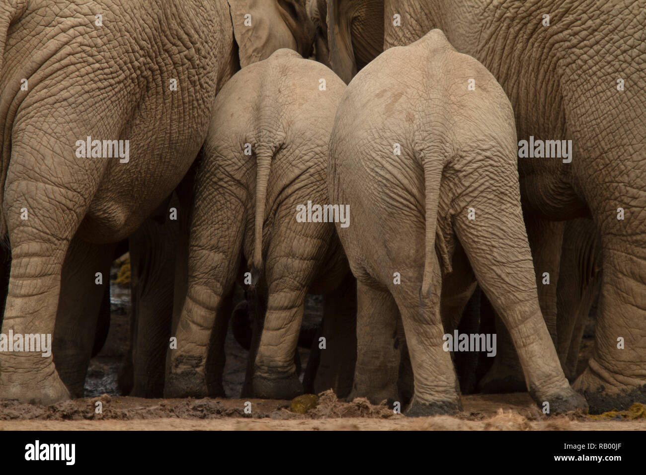 Zwei junge Elefanten Squeeze in zwischen eine Herde von Elefanten, Addo Elephant National Park, Südafrika Stockfoto