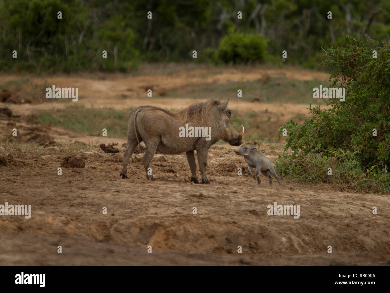 Warzenschwein Mutter und Baby an der Addo Elephant National Park, Eastern Cape, Südafrika Stockfoto