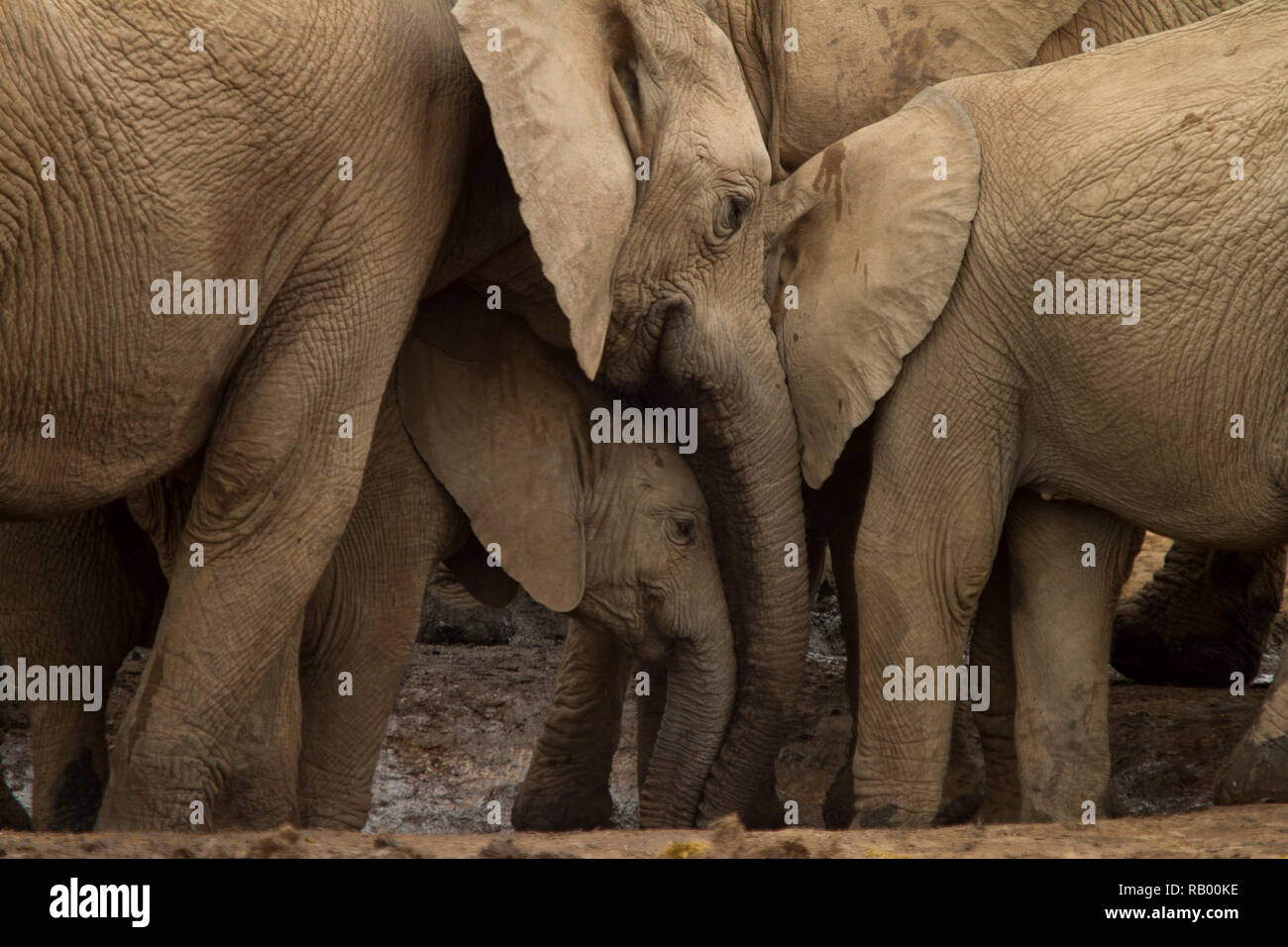 Eine Gruppe von Elefanten sehen wie huddling, Addo Elephant National Park, Südafrika Stockfoto