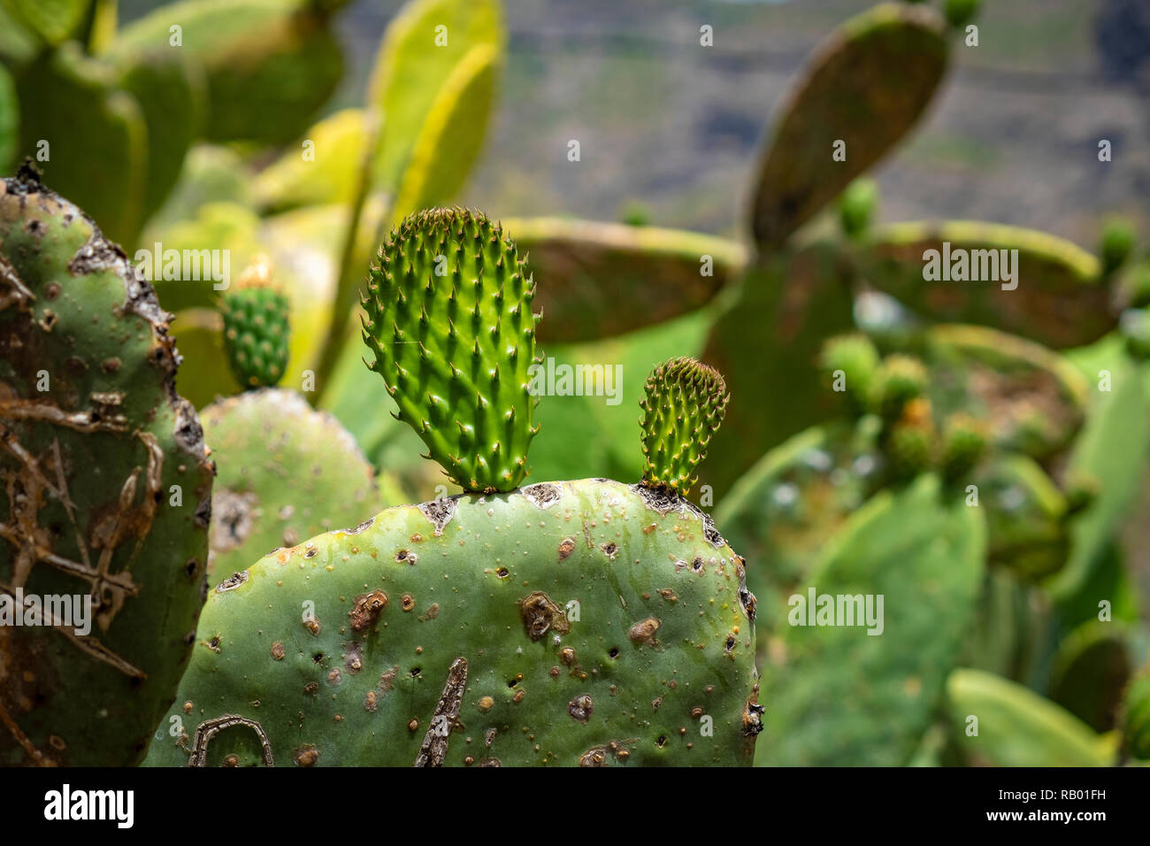 Kakteen in Teneriffa und La Gomera. Stockfoto