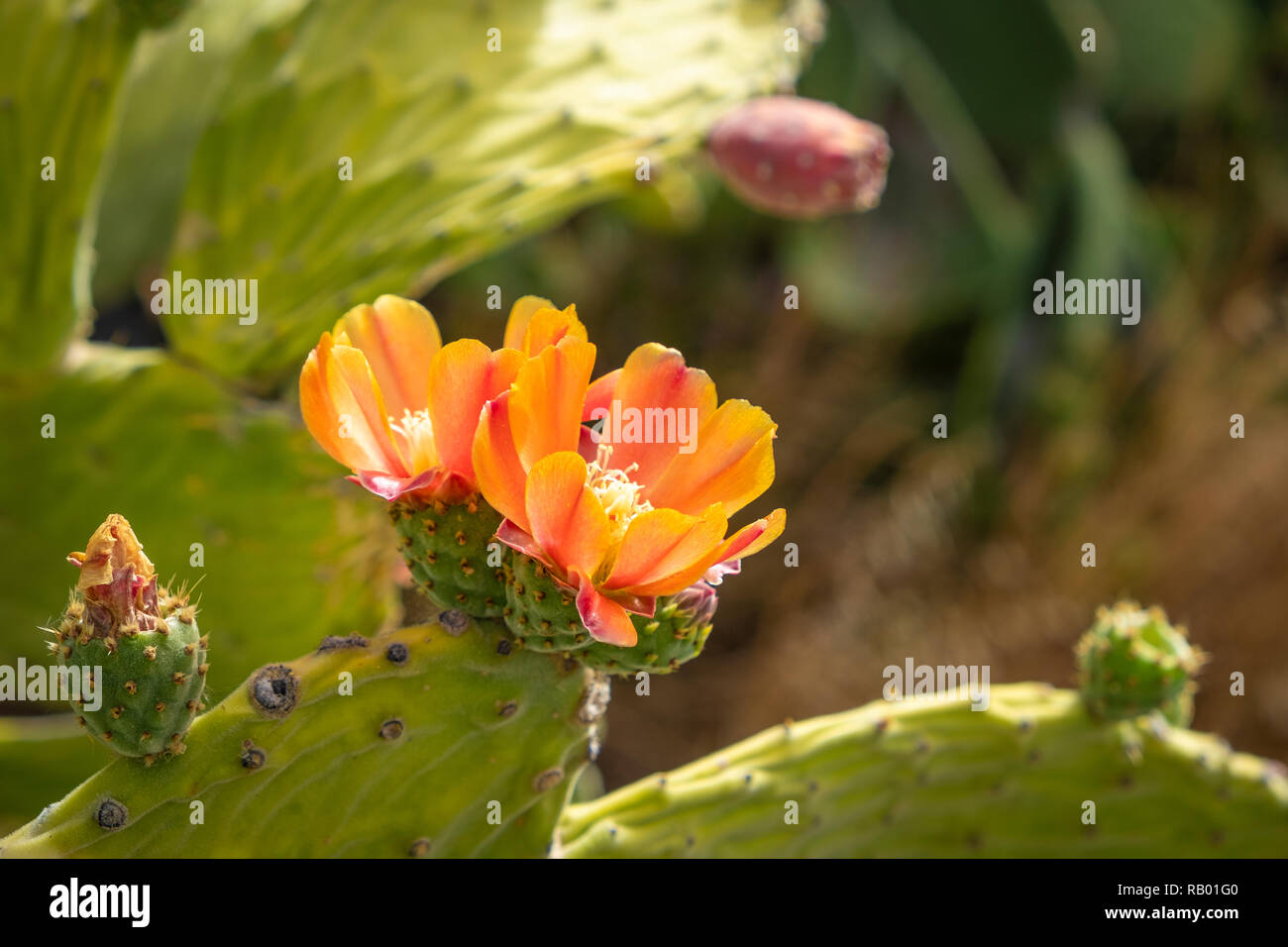 Kakteen in Teneriffa und La Gomera. Stockfoto