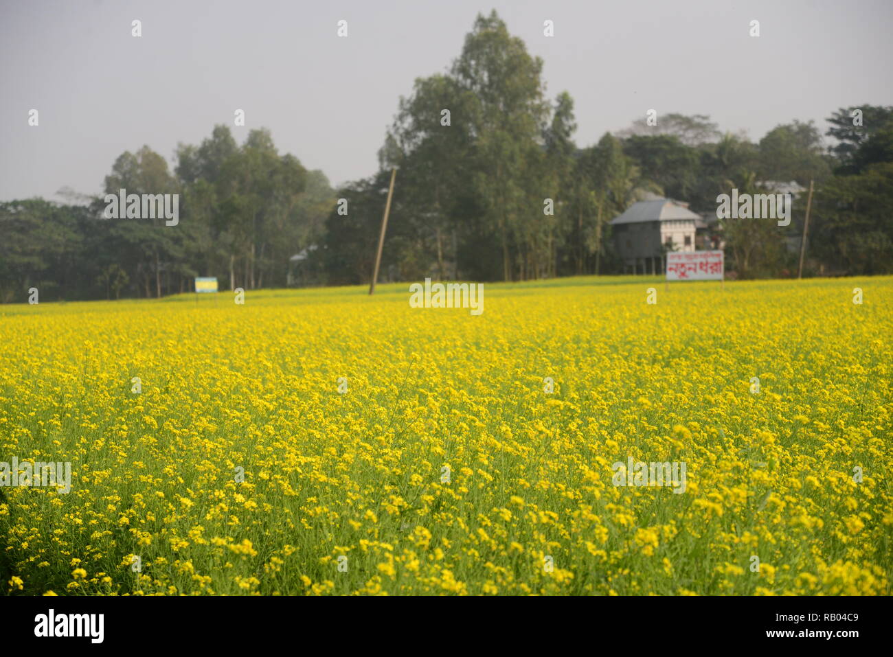 Dhaka, Bangladesch. Januar 04, 2019. Ansicht einer Senf Erntegut Blume Bereich in Munshigonj in der Nähe von Dhaka, Bangladesch am 04 Januar, 2019. Senf ist eine kühle Wetter zuschneiden und wird aus Samen gesät im frühen Frühling. Von Mitte Dezember bis Ende Januar, Bangladesch Landwirte pflegen Ihre Pflanzen von bunten gelber Senf Blumen, die in voller Blüte stehen. Credit: Mamunur Rashid/Alamy leben Nachrichten Stockfoto