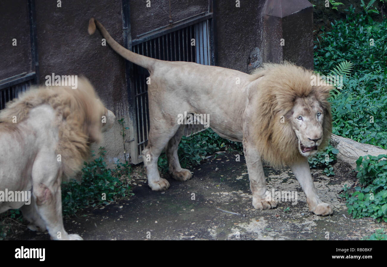 Zwei Löwen sind in der Batu Geheimnis Zoo gesehen. Moderne touristische Attraktionen und Tiere auf 14 Hektar Land sind Teil der Jatim Park 2, hat eine Sammlung von Tieren aus verschiedenen Teilen der Welt. Stockfoto