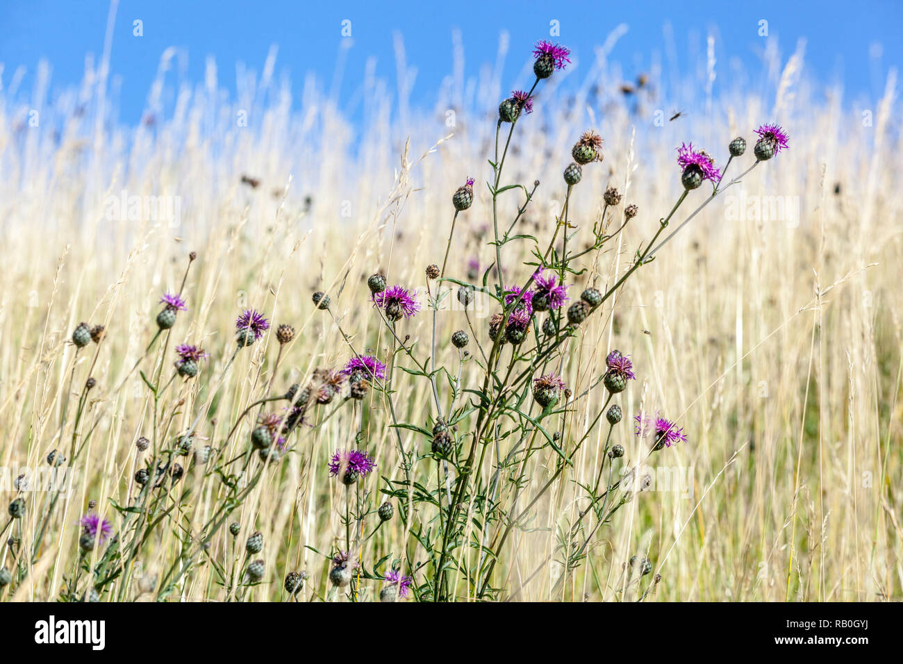 Natürliche Steppe Prairie, Wiesenblumen Grasdistel Juli Wildblumenpflanzen Stockfoto