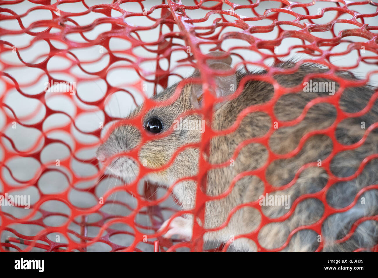 Maus oder Ratte in einem roten Käfig gefangen Stockfoto