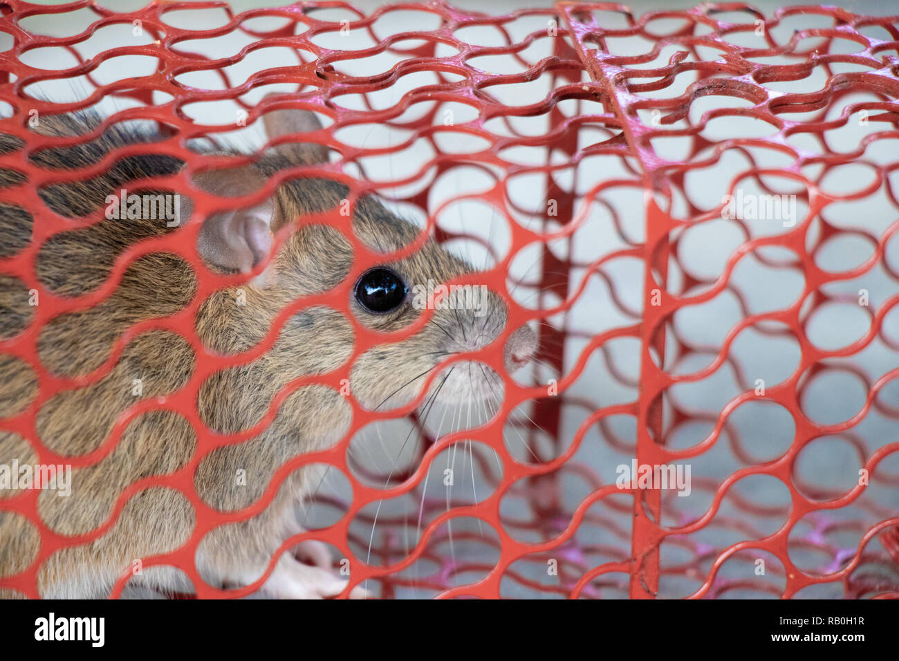 Maus oder Ratte in einem roten Käfig gefangen Stockfoto