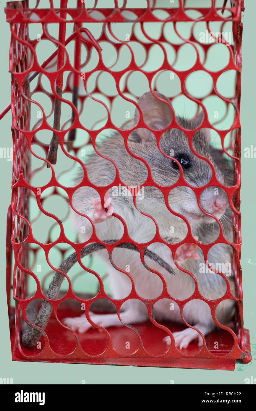 Maus oder Ratte in einem roten Käfig gefangen, Stockfoto
