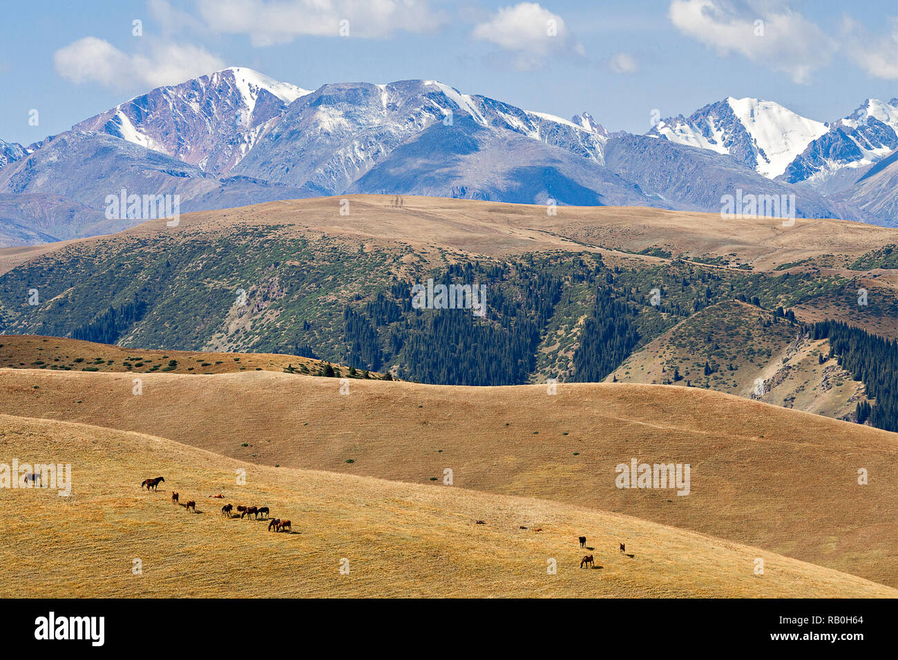 Blick über die Zsb Plateau, wo die Nomaden gehen den Sommer zu verbringen, Kasachstan. Stockfoto