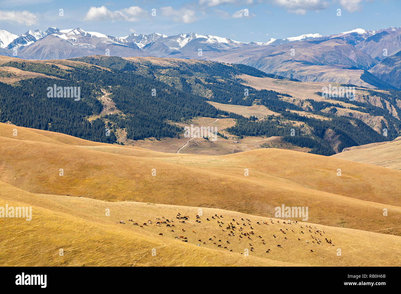 Blick über die Zsb Plateau, wo die Nomaden gehen den Sommer zu verbringen, Kasachstan. Stockfoto