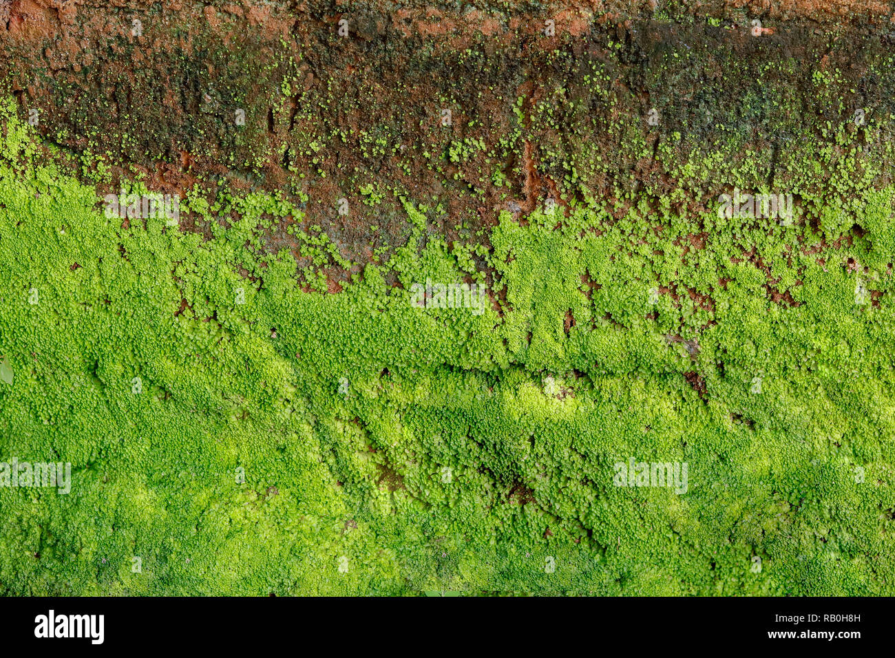 Grünen Algen auf konkrete feuchte Wand, in der Regenzeit Textur oder Hintergrund Stockfoto