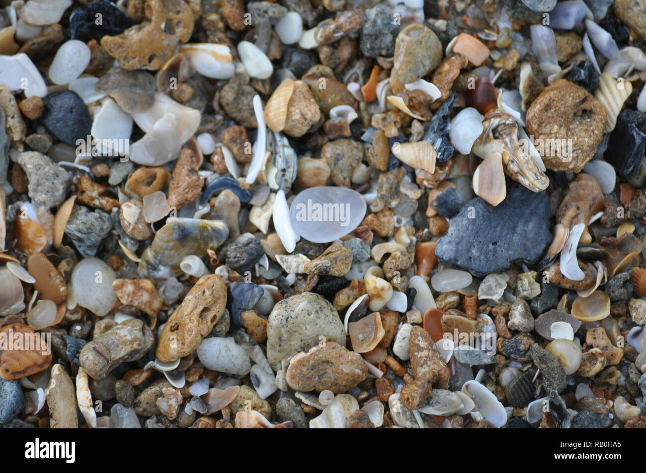 Perfekte stieg von Sharon detail Shot am frühen Morgen nehmen Juli 2018 Licht Stockfoto