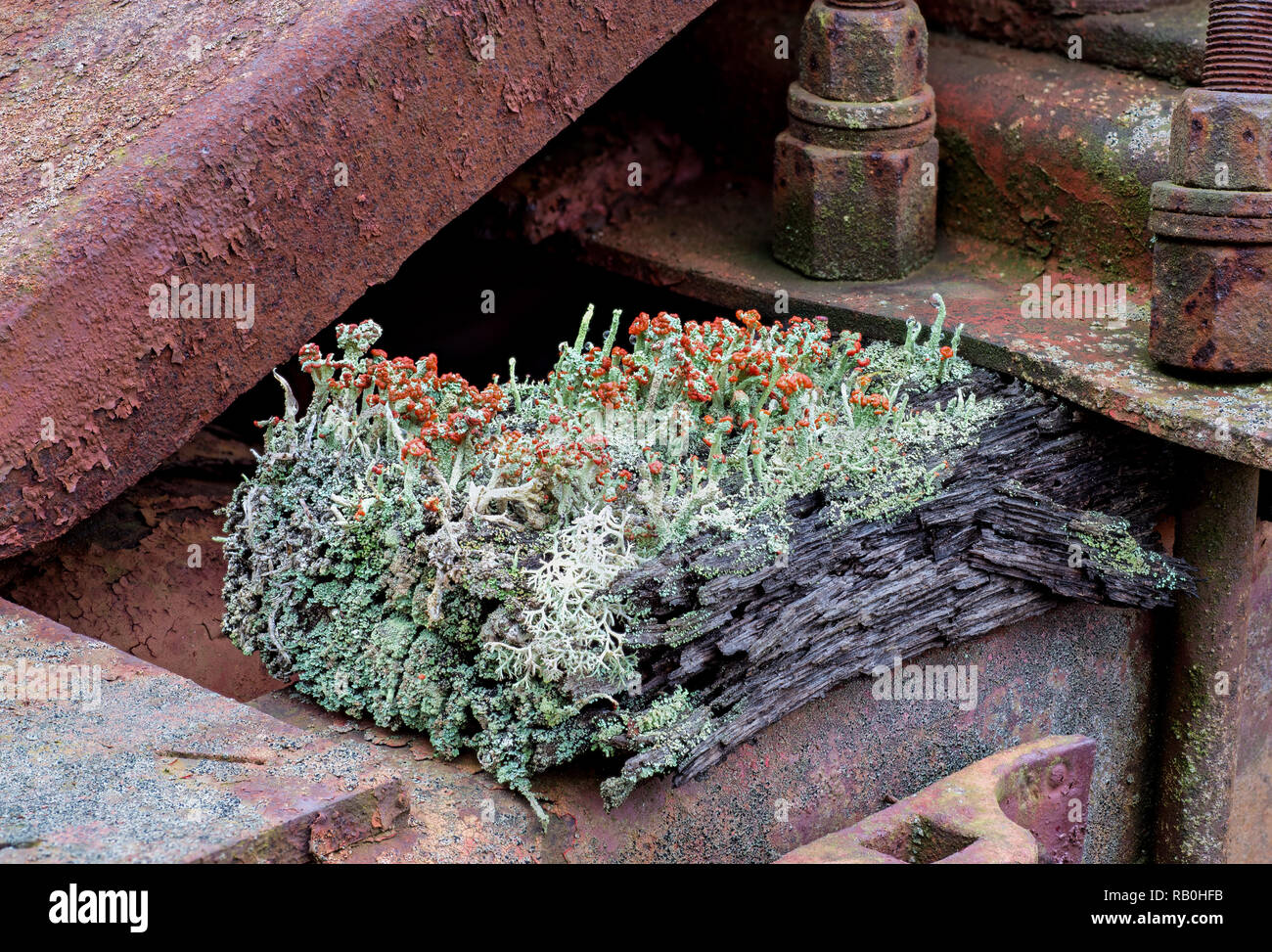 Cladonia cristatella, die gemeinhin als die Britischen Soldaten flechten bekannt, ist eine fruticose Flechten aus der Familie Cladoniaceae. Flechten auf wachsende Stockfoto