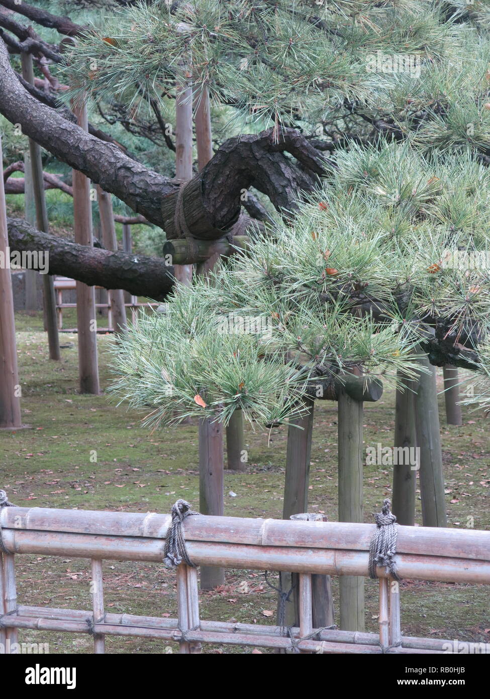 Das 300 Jahre Alte Schwarze Kiefer In Hama Rikyu Garten Mit