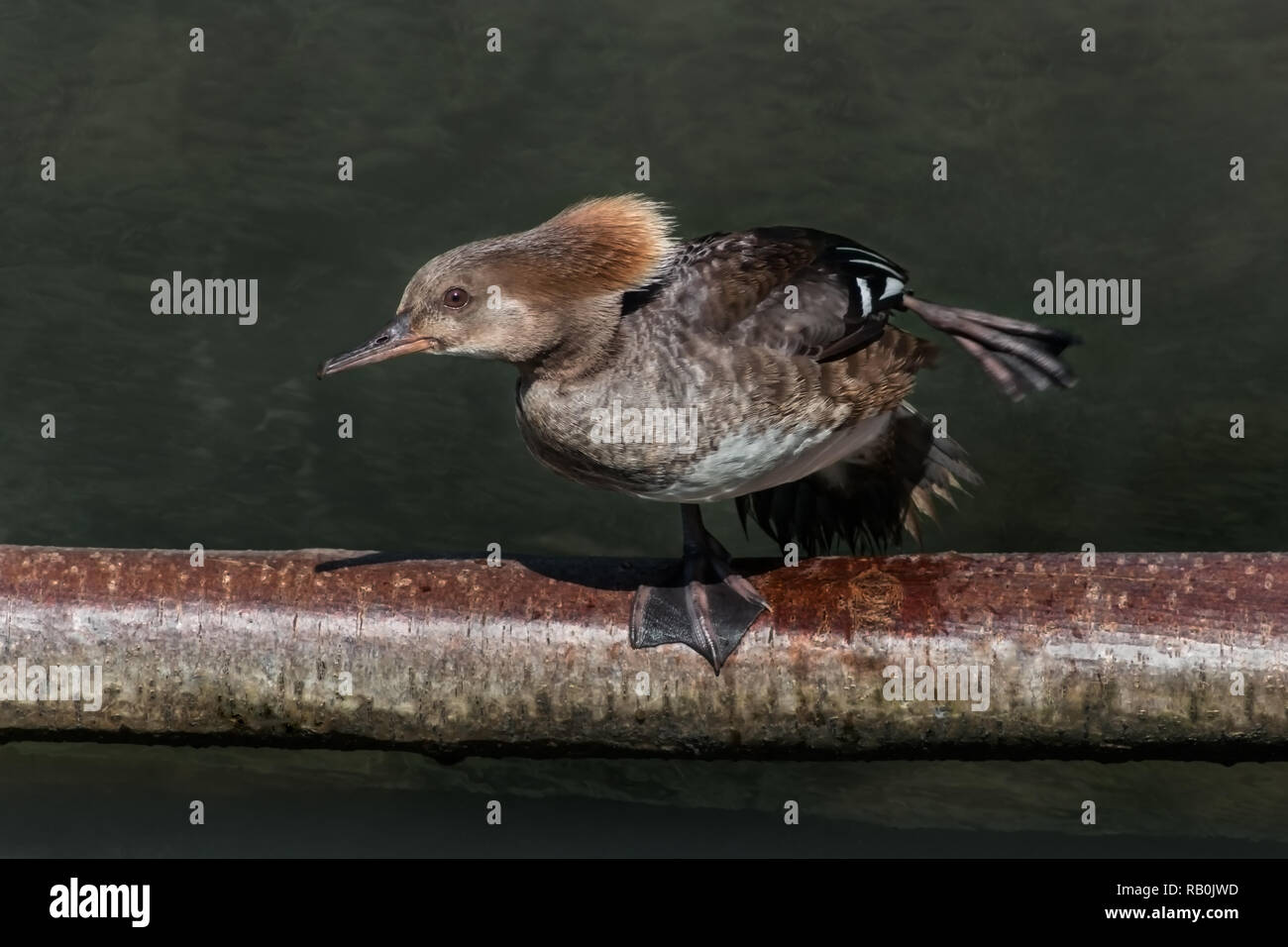 Hooded Merganser Ente auf dem Wasser Stockfoto