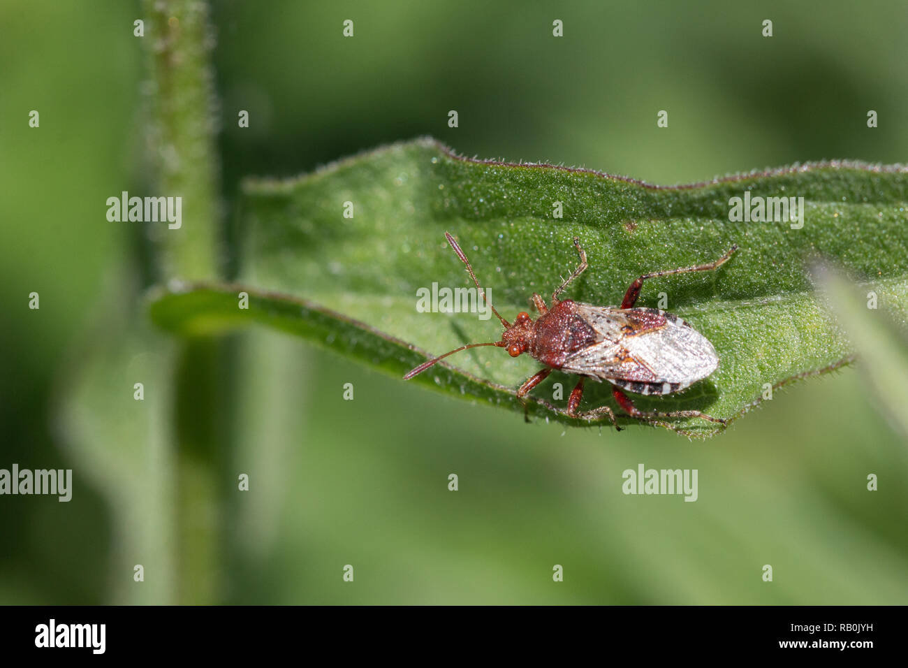 Braun shield Bug ruht auf einem Blatt Stockfoto