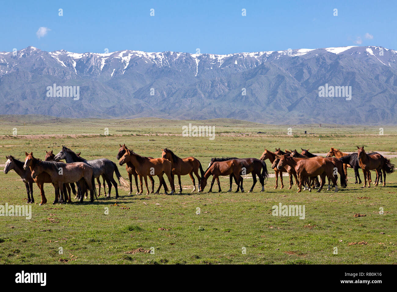 Pferde mit Schnee bedeckte Berge im Hintergrund, in Kasachstan. Stockfoto