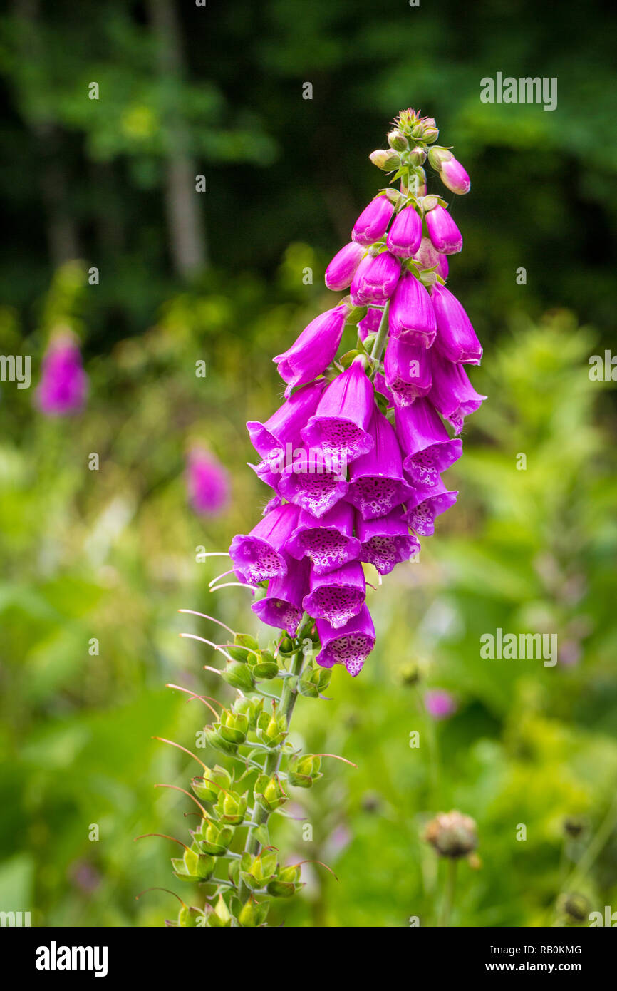 Fingerhut rigg Fotos und Bildmaterial in hoher Auflösung Alamy