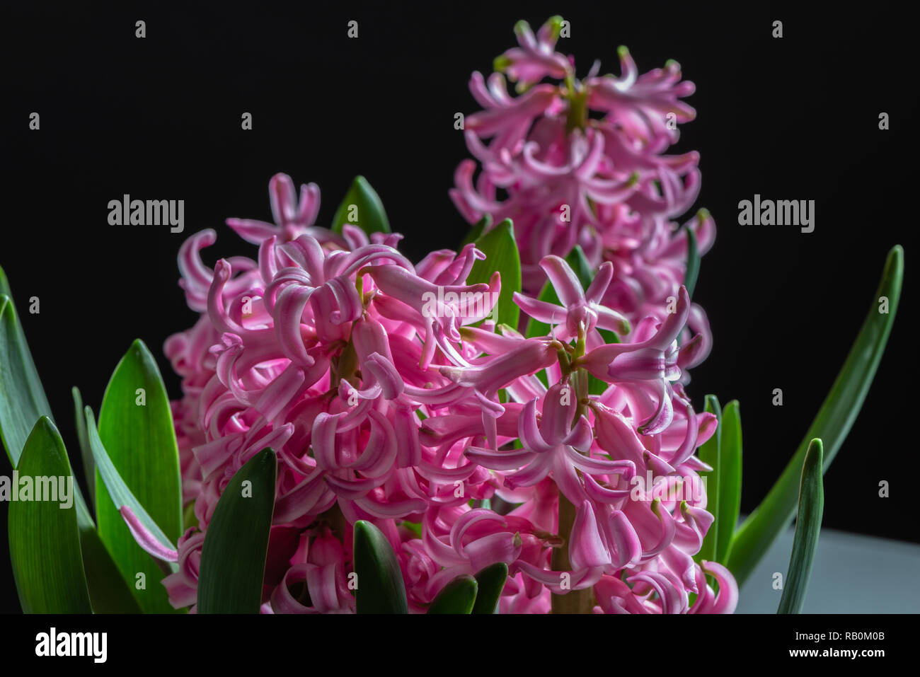 Hallenbad in der Nähe der rosa Blüten von vorbereiteten Hyazinthe Pink Perlmutt Blüte in das Haus im Januar. Stockfoto