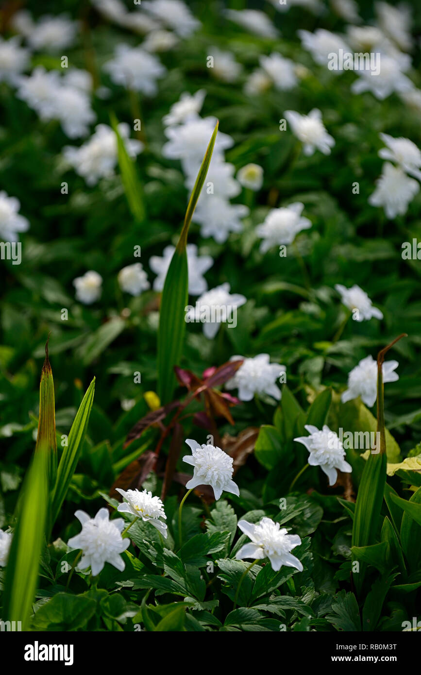 Anemone officinalis Vestal, weiß, 1, Blumen, Blume, Blüte, Holz, Wald, Schatten, Schatten, Schatten, Pflanzen, Frühling, Buschwindröschen Vestal, RM floral Stockfoto