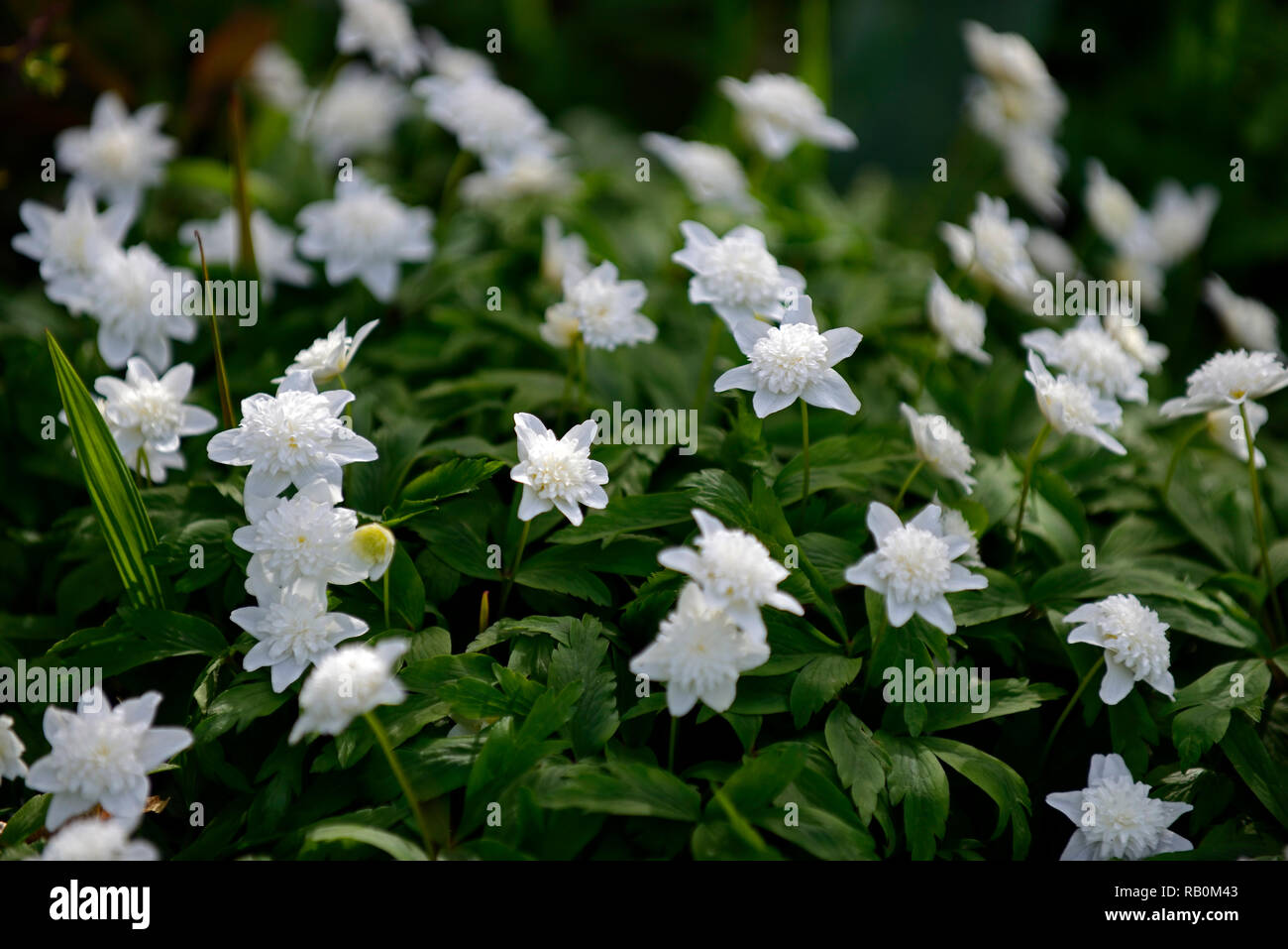 Anemone officinalis Vestal, weiß, 1, Blumen, Blume, Blüte, Holz, Wald, Schatten, Schatten, Schatten, Pflanzen, Frühling, Buschwindröschen Vestal, RM floral Stockfoto