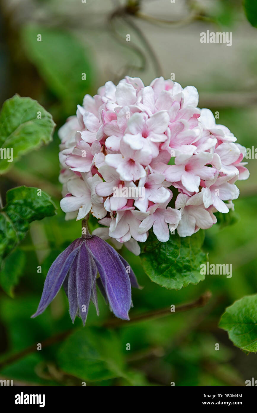 Clematis alpina blau Tänzer, Viburnum, Blau, Weiß, Blumen, Frühling, duftende, Kletterer, Sträucher, Mix, Gemischt, Kombination, RM Floral Stockfoto