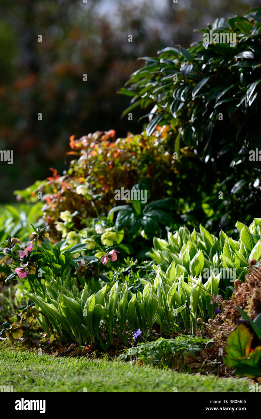 Hosta, Blätter, Laub, neue, Emerge, Feder, Grüne, Wachstum, Bett, Grenze, Garten, Gärten, RM Floral Stockfoto