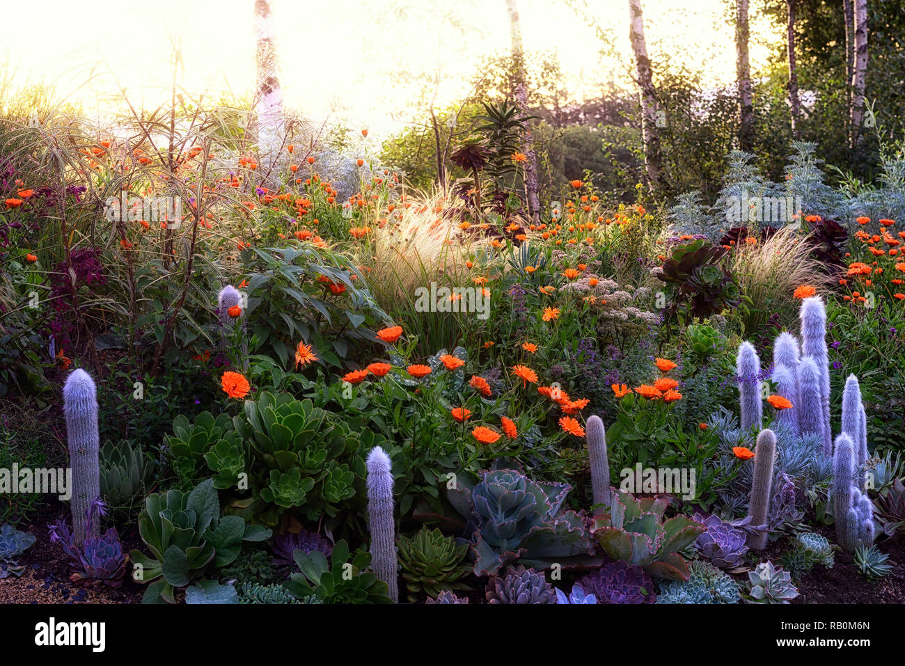 Garten, Gärten, mehrjährig, Stauden Bett, Betten, Grenze, Grenzen, Mischung, gemischt, Kombination, Sommer, Ca Stockfoto