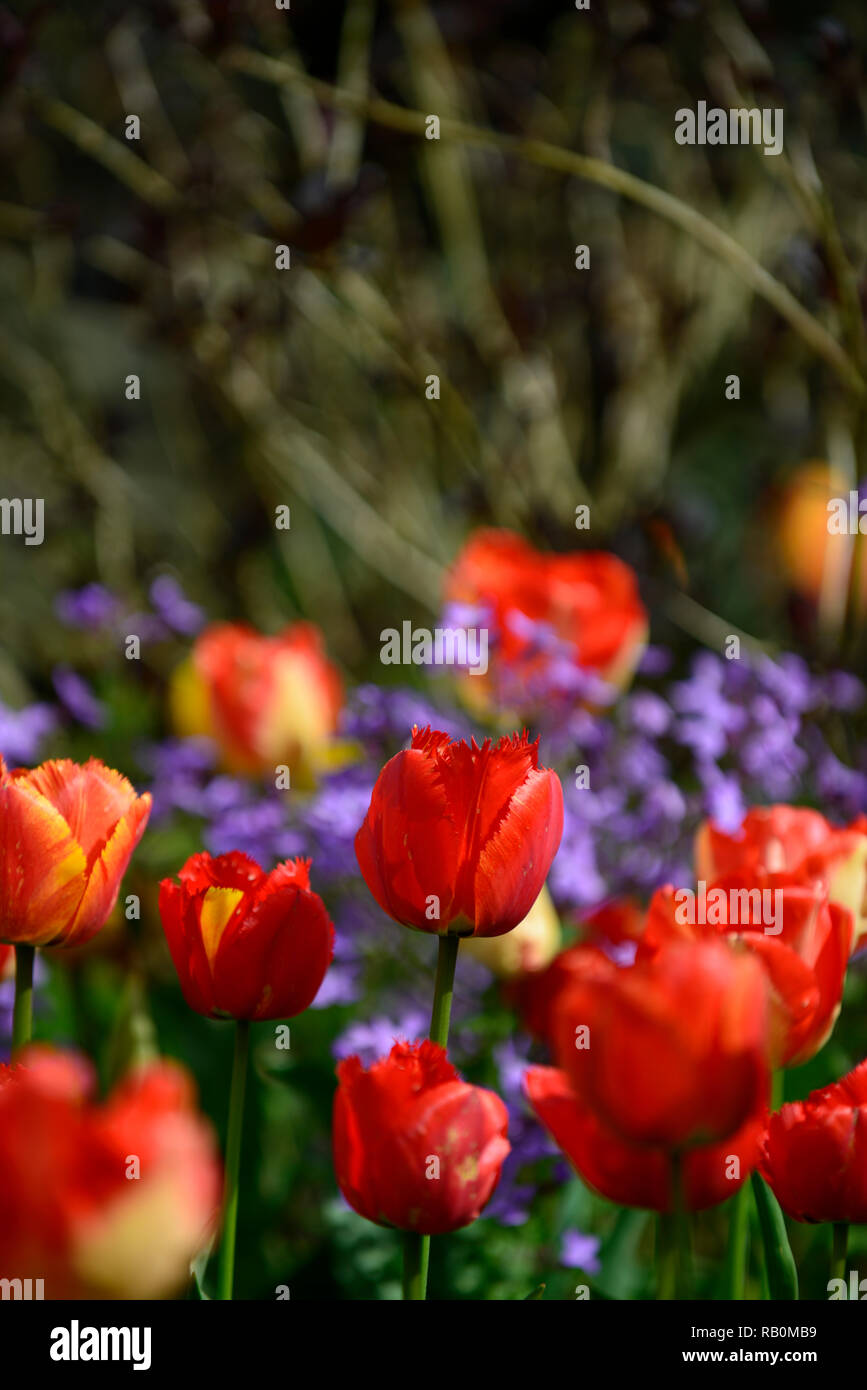 Tulpen, Tulipa, Orange, Rot, Blume, Blumen, blauer Hintergrund, diffus, enge Tiefenschärfe, geringe Tiefenschärfe, Frühling, Garten, Gärten, RM Floral Stockfoto