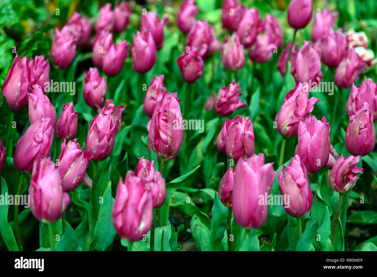 Tulipa tulip China China rosa, pink, Lily Tulip Blumen, Garten, RM Floral Stockfoto