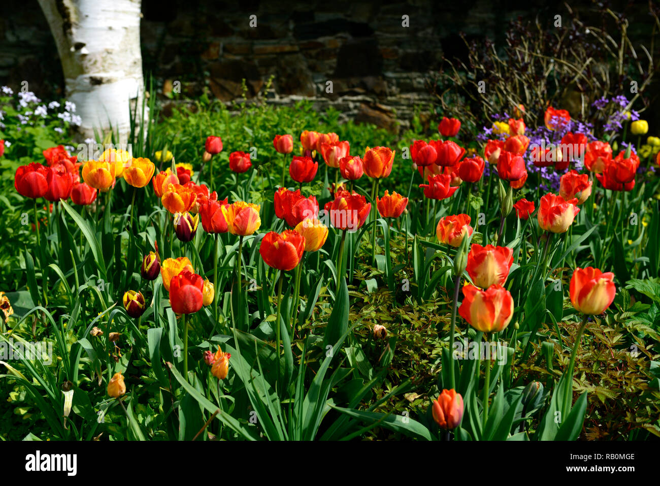 Tulpen, Tulipa, Mix, Gemischt, Orange, Rot, Betula utilis jacquemontii, weiß, Rinde, Kontrast, Garten, Gärten, RM Floral Stockfoto