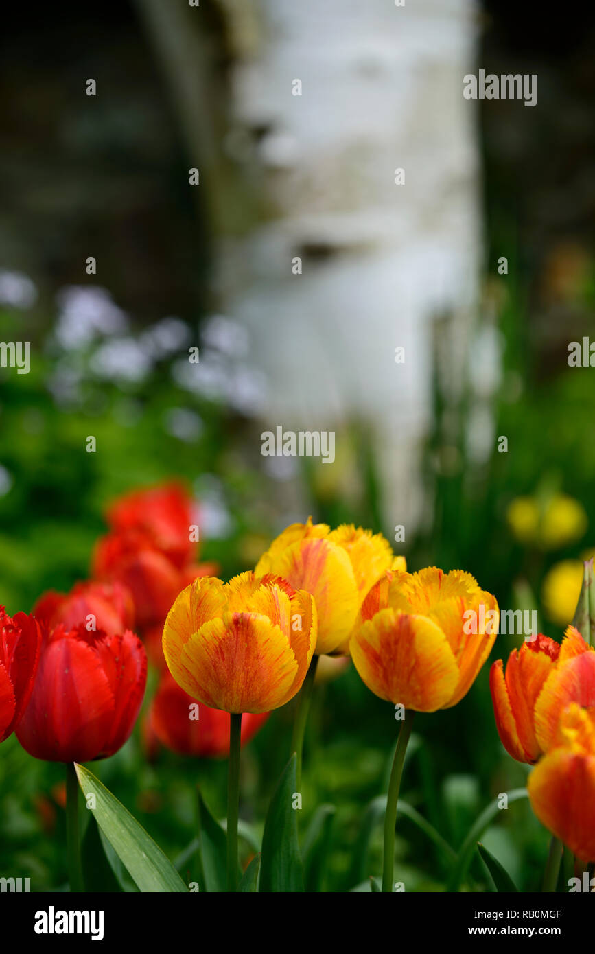 Tulpen, Tulipa, Mix, Gemischt, Orange, Rot, Betula utilis jacquemontii, weiß, Rinde, Kontrast, Garten, Gärten, RM Floral Stockfoto