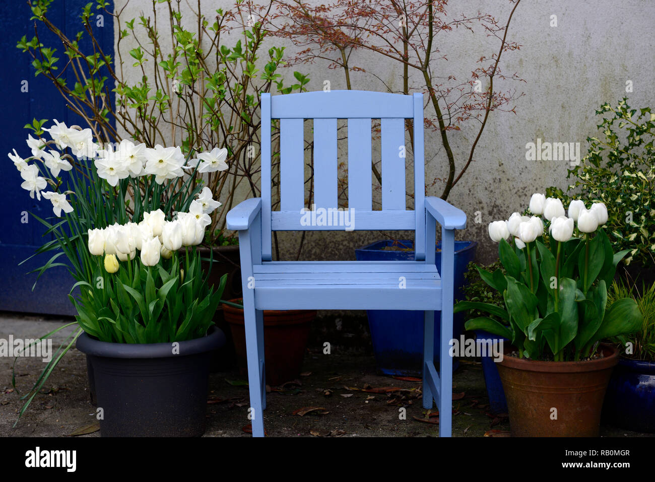 Weiße Tulpen, blaue Stuhl, Gartengestaltung, Frühling, Blumen, Blume, Blüte, Funktion, Gärten, RM Floral Stockfoto