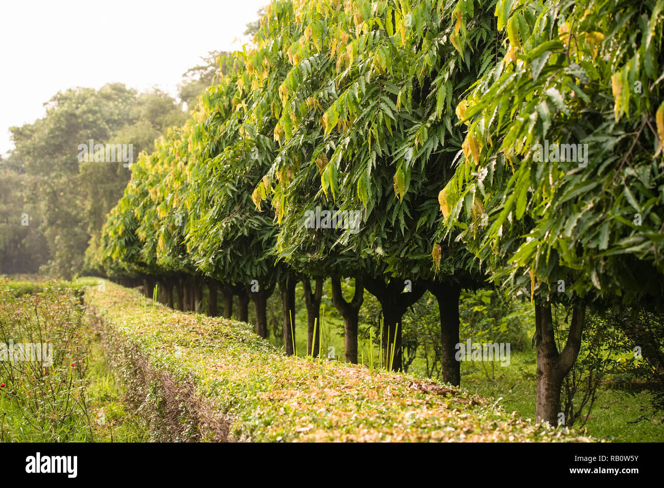 Salt Lake Park, Rosengarten fechten, der deodar Bäume, in einer Reihe, Kolkata, Indien. Stockfoto