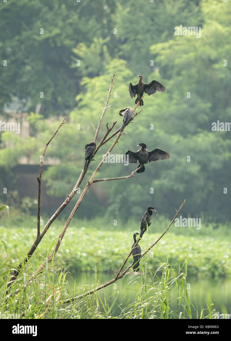 Salt Lake Park, Kormorane, trocknen Flügel, auf toten Bäumen, im See, Kolkata, Indien. Stockfoto