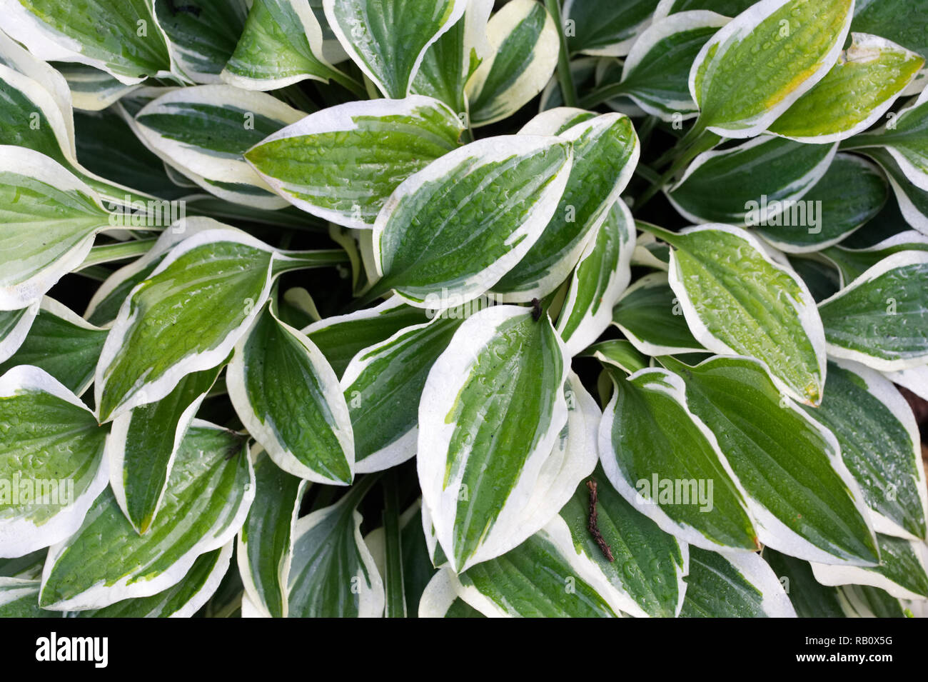 Hosta 'Kleine Wunder' verlässt. Stockfoto