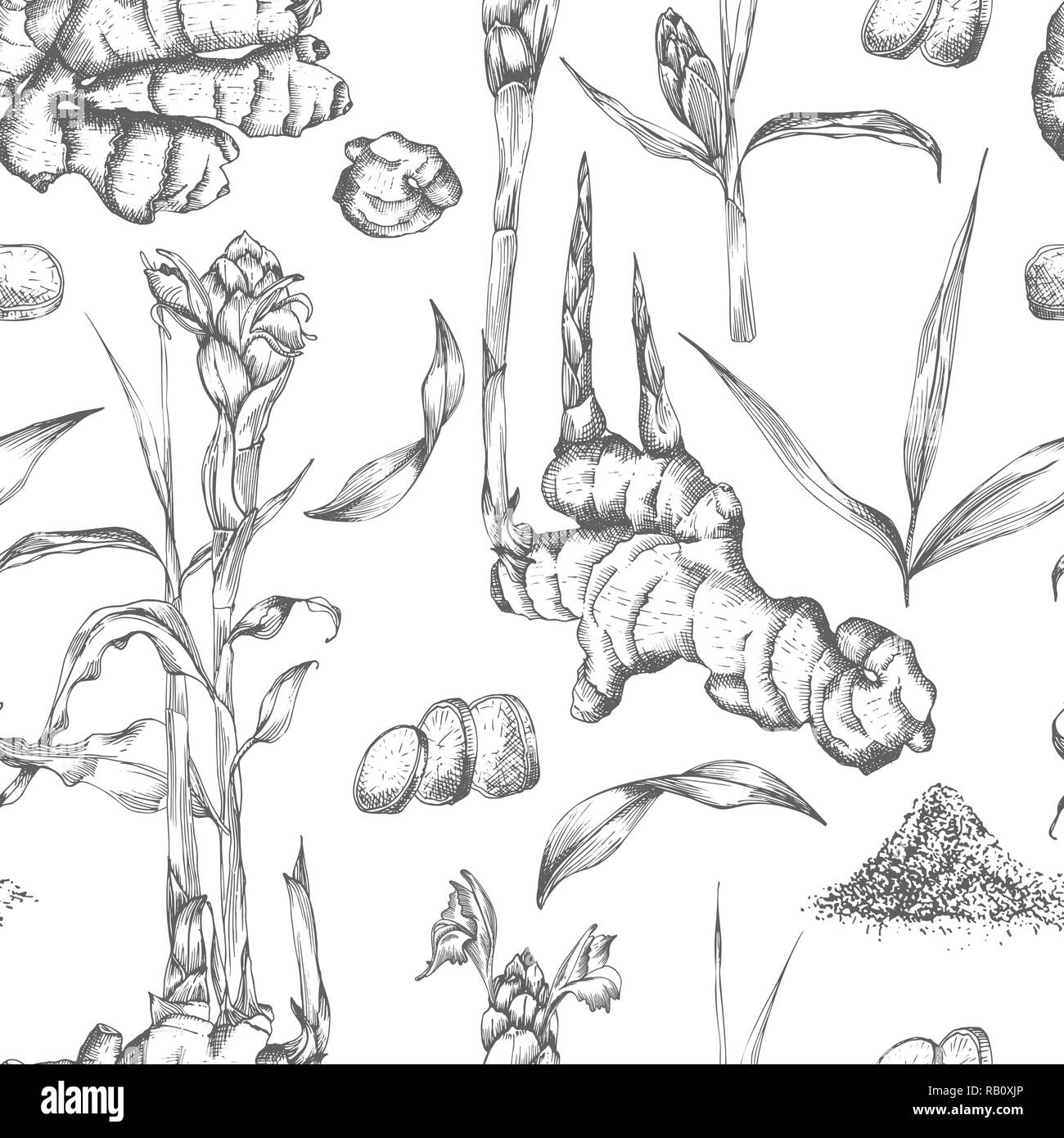 Nahtlose Muster Hand gezeichnet von Ingwer Wurzeln, lebt und Blumen in schwarzer Farbe auf weißem Hintergrund. Retro Vintage Grafikdesign. botanische Zeichnung, Gravur Stil Stock Vektor