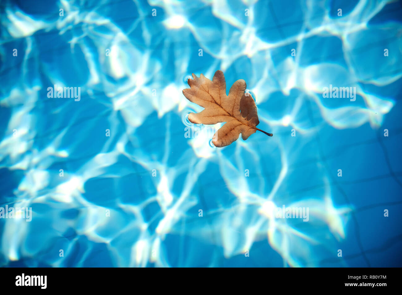 Orange Herbst Eichenlaub floating in klaren blauen Wasser im Pool. Stockfoto