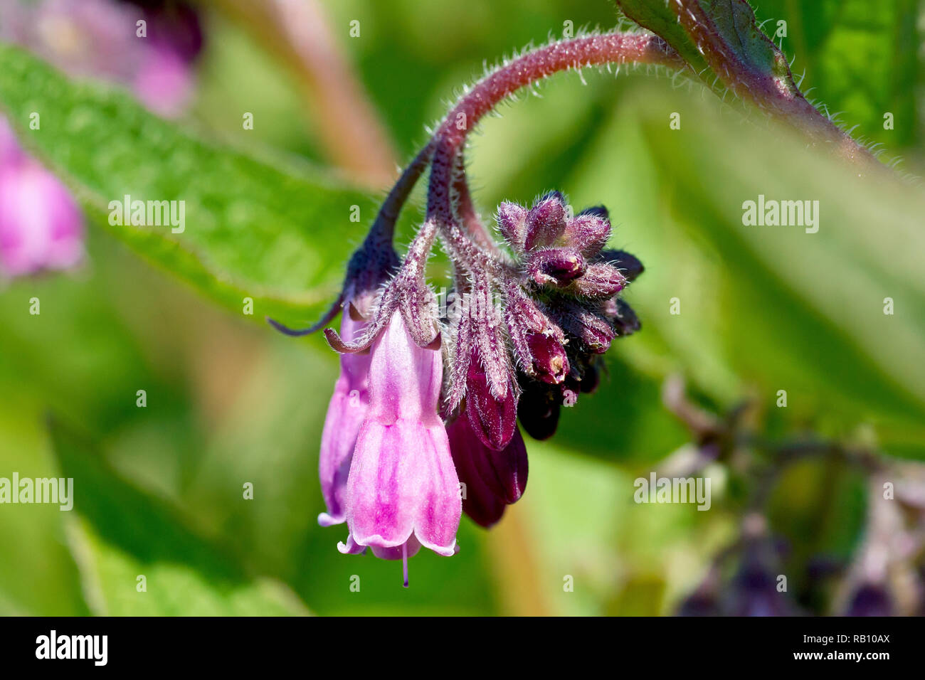 Beinwell, wahrscheinlich die Hybridart Russischer Beinwell (symphytum x uplidicum), Nahaufnahme eines einzelnen Blütenkopfes. Stockfoto