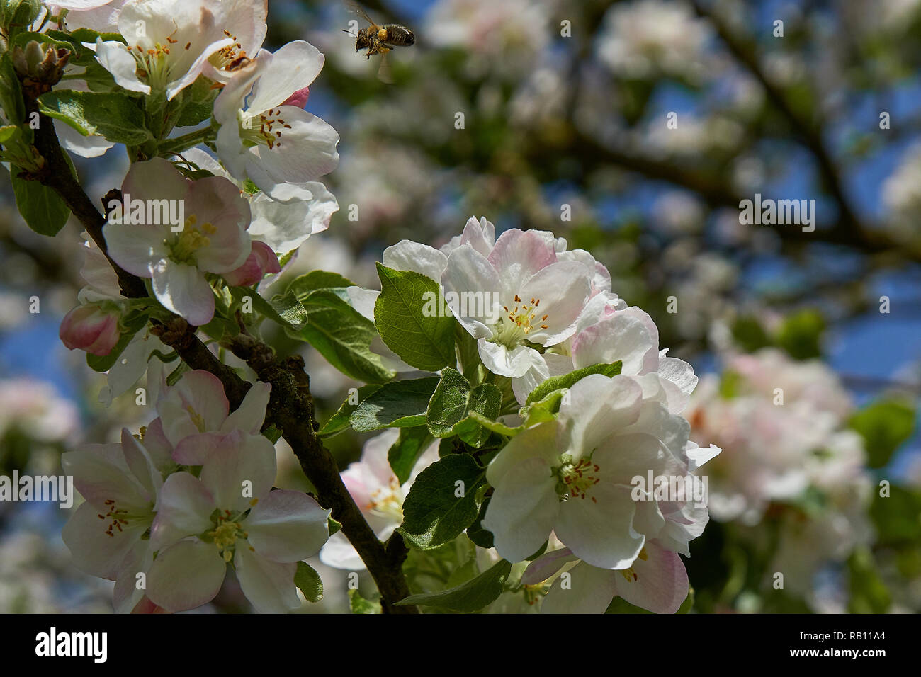 Blühender Apfelbaum in den Strahlen der Sonne. In Bayern Frühling Stockfoto