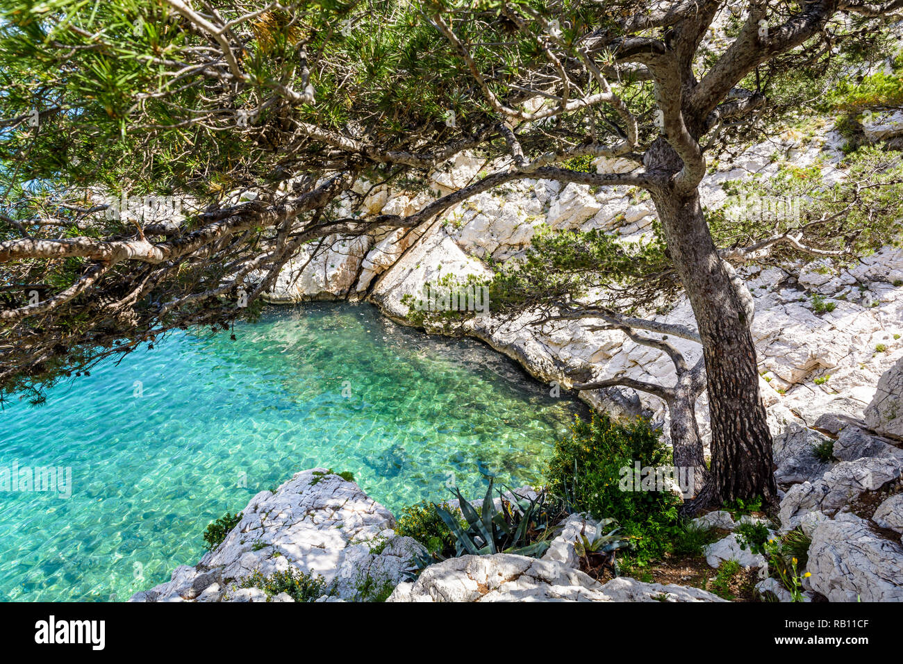 Einer kleinen felsigen Bucht mit türkisfarbenem Wasser und Stein Kiefer in calanque Morgiou an der Mittelmeerküste in der Nähe von Marseille, Frankreich. Stockfoto