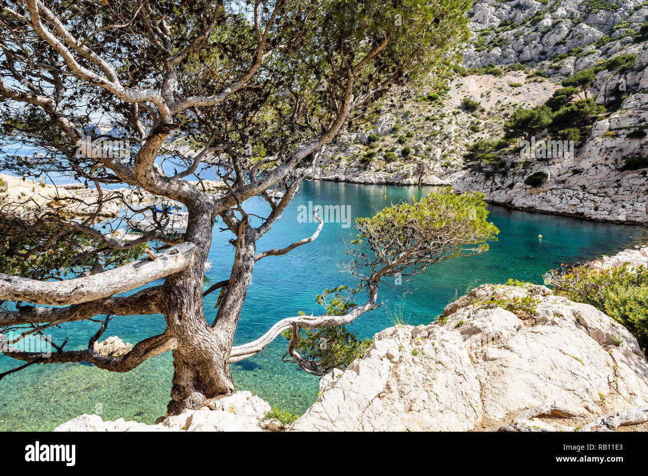Anzeigen von calanque Morgiou an der Mittelmeerküste in der Nähe von Marseille, Frankreich, mit türkisfarbenem Wasser und ein Stein Pine Tree an einem sonnigen Frühlingstag. Stockfoto
