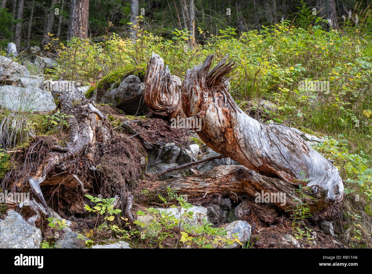 Baumstumpf im Wald Stockfoto