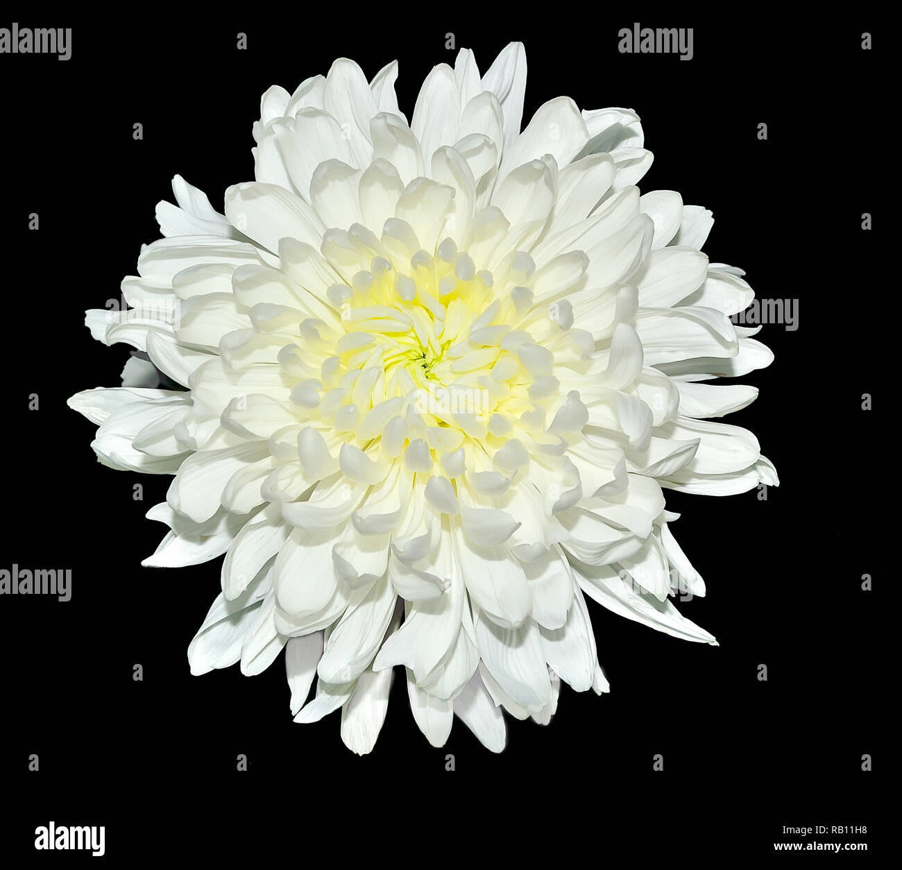 Einzelne weiße Chrysantheme Blume mit gelber Mitte, auf einem schwarzen Hintergrund. Schöne elegante flowerhead mit zarten Blütenblätter Stockfoto