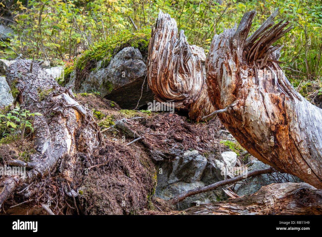 Baumstumpf im Wald Stockfoto