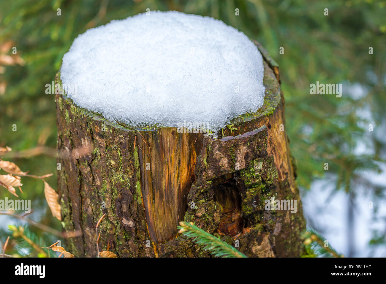 Baumstumpf im Wald Stockfoto
