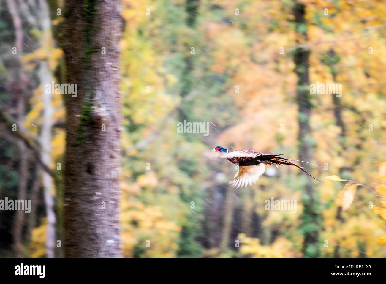 Fasan Flug im Herbst Wald Stockfoto